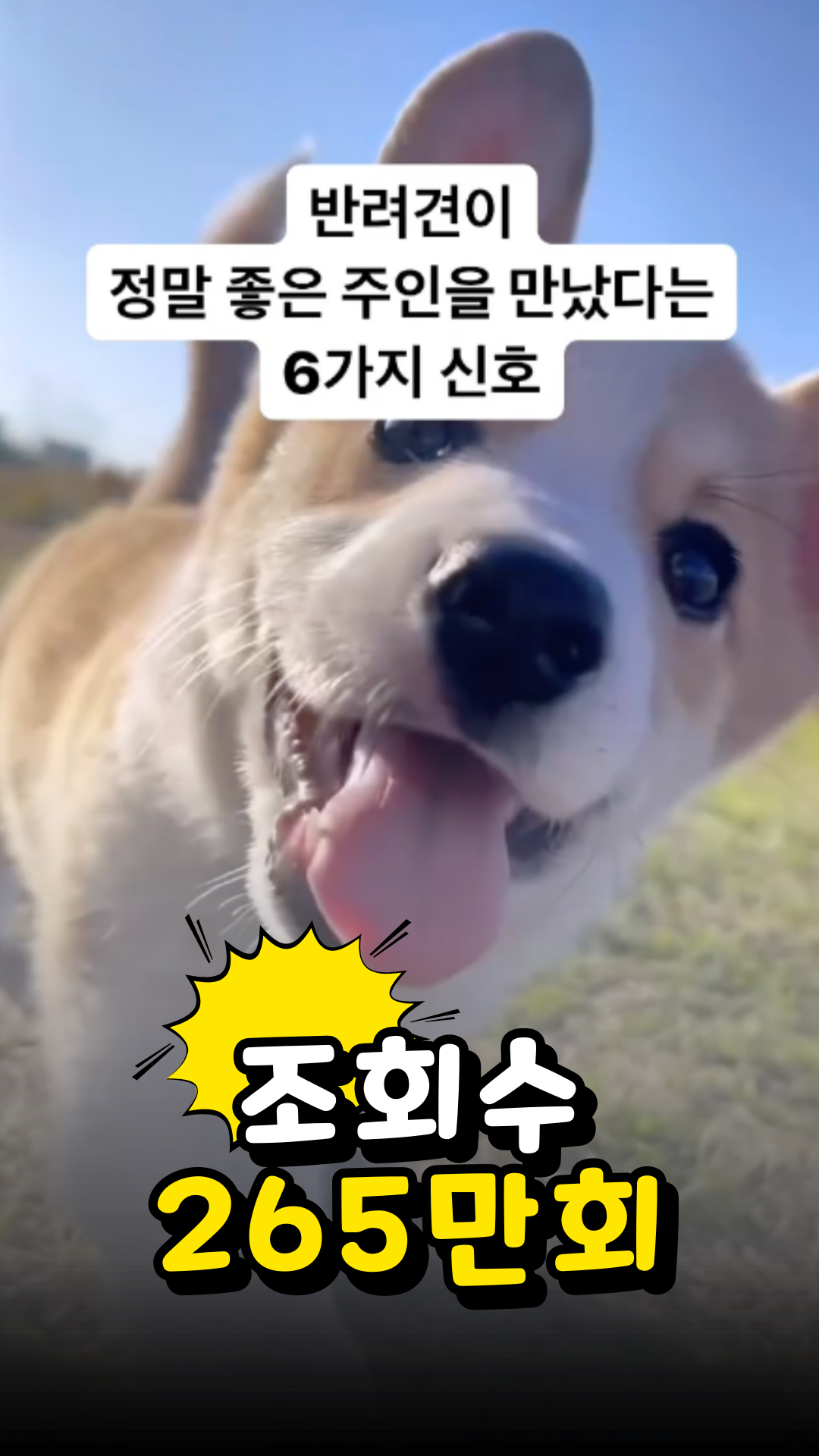 조회수 성과 13
